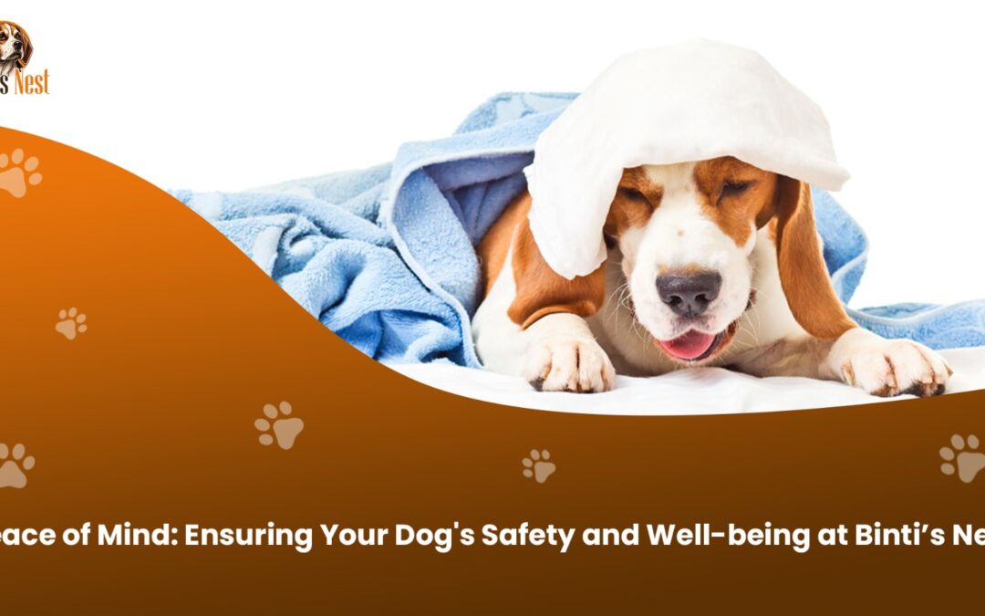 Peace of Mind: Ensuring Your Dog’s Safety and Well-being at Binti’s Nest