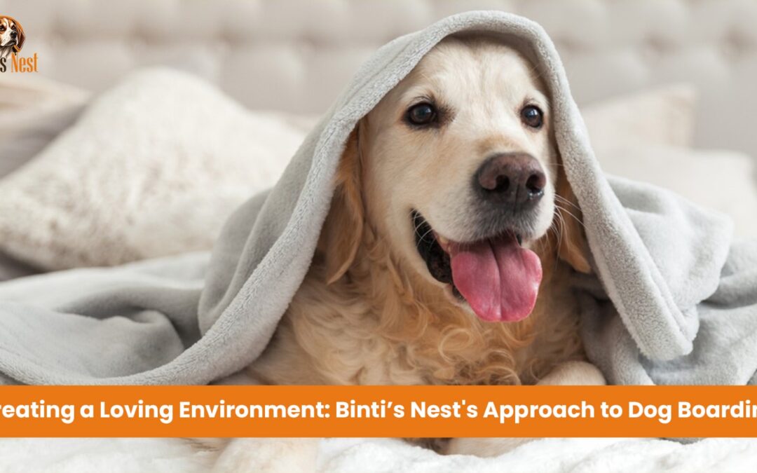 Creating a Loving Environment: Binti’s Nest’s Approach to Dog Boarding